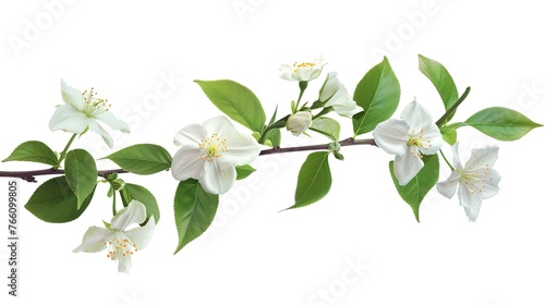 Jasmine branch with flowers and leaves isolated on white background ,Generative ai,