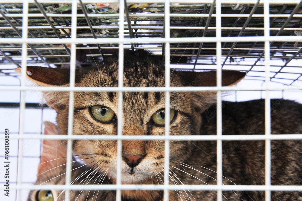 Obraz premium feral cats trapping