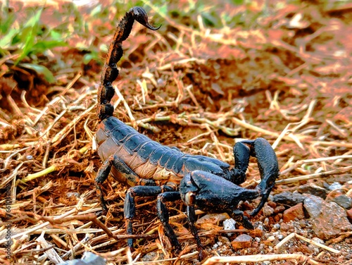 Scorpions are a group of animals with eight legs in the order Scorpiones  class Arachnida.  Scorpions are related to ketonggengs  spiders  mites and ticks
