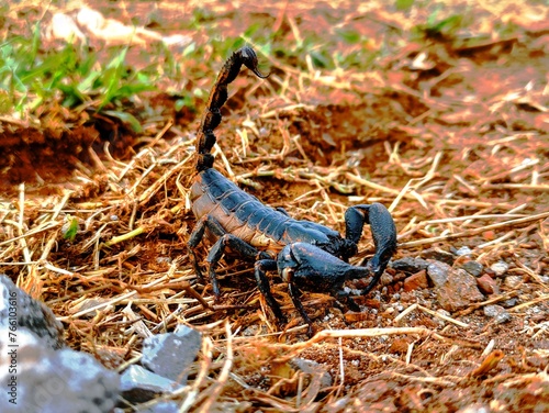 Scorpions are a group of animals with eight legs in the order Scorpiones, class Arachnida.  Scorpions are related to ketonggengs, spiders, mites and ticks