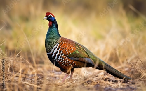 beautiful ingneck Pheasant