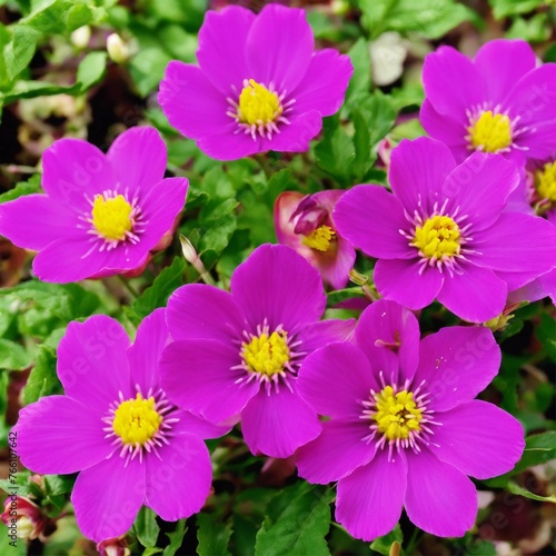 flowers in the garden