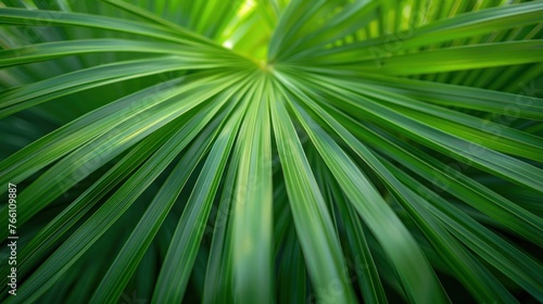 Tropical Green Palm Leaf Texture in Close-Up  Natural and Exotic