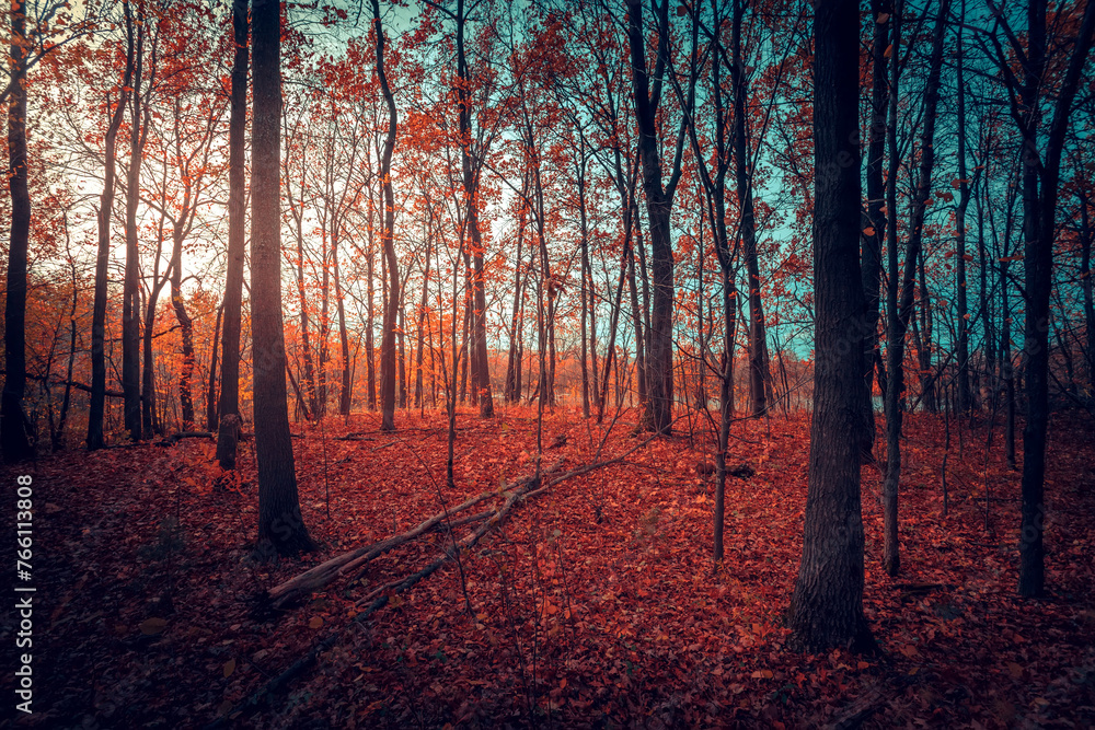 Obraz premium Beautiful mystical forest in blue fog in autumn. Colorful landscape with enchanted trees with orange and red leaves. Scenery with path in dreamy foggy forest. Fall colors in October.
