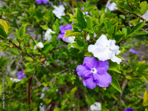 Purple and white Brunfelsia latifolia flowers with green leaves look beautiful and fresh photo