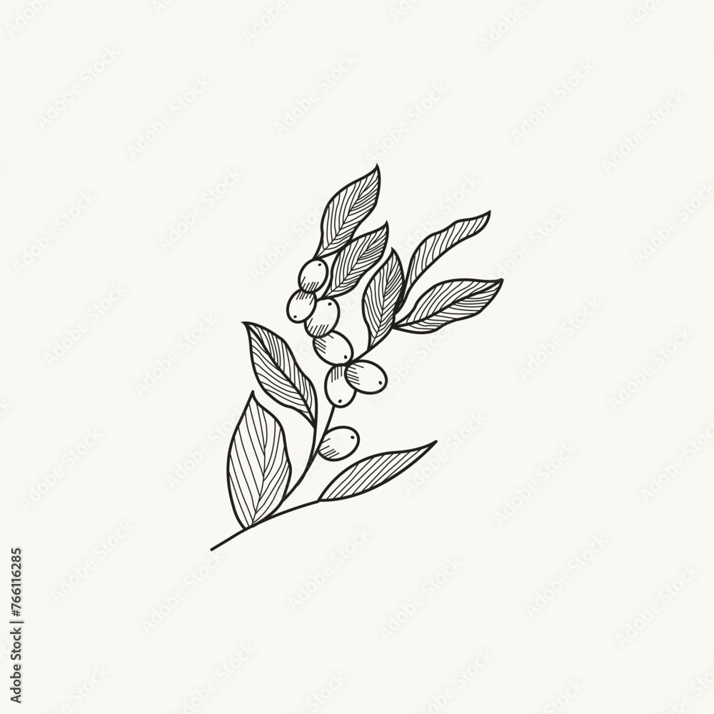 olives branch on white background. Line art and watercolor style with transparent background. olives branch on white background. Line art and watercolor style with transparent background.