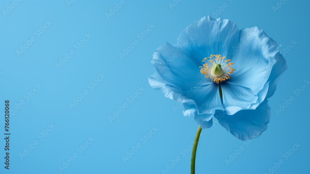 close-up of a himalayan blue poppy flower on blue background with copy-space - obrazy, fototapety, plakaty 