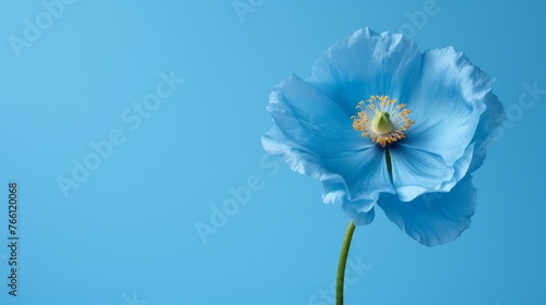 close-up of a himalayan blue poppy flower on blue background with copy-space © Salander Studio