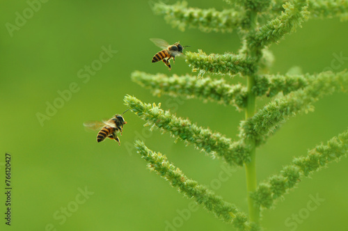 Two Flying Bees