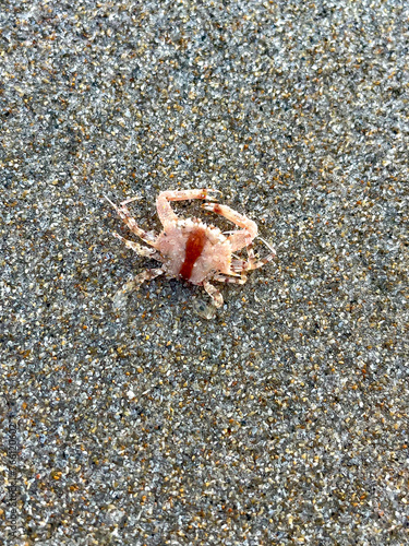 pink and red juvenile crab on the beach