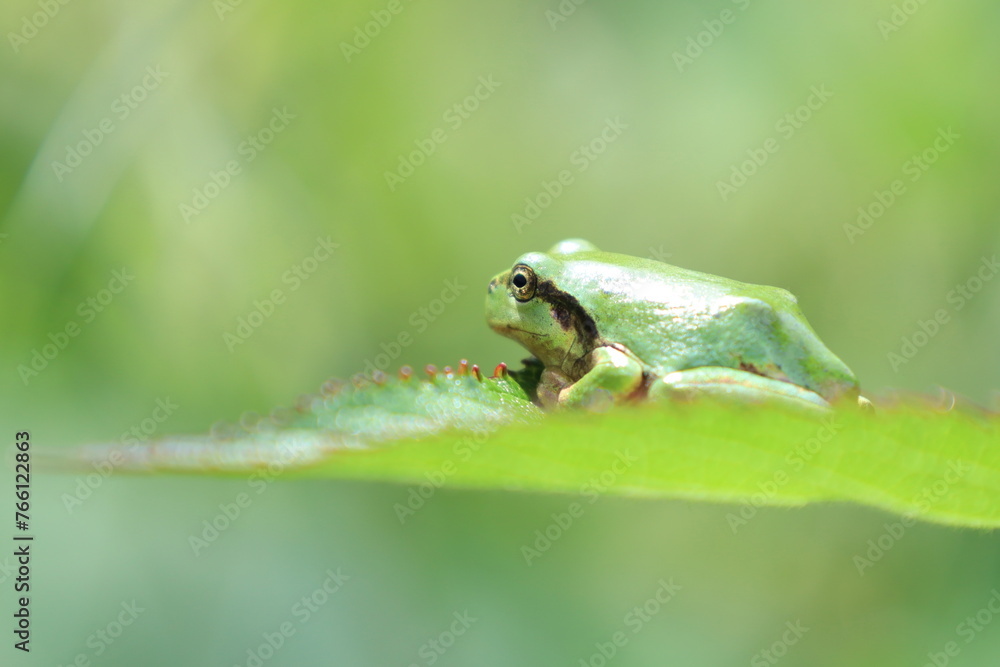 葉の上のカエル