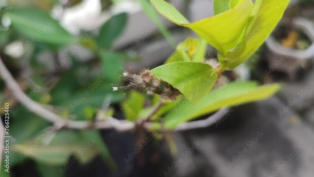 A hairy caterpillar crawls on a tree, munching on fresh green leaves. Its tiny jaws work quickly, leaving bite marks as it feeds, preparing for its transformation.
A hairy caterpillar crawls on a tree, munching on fresh green leaves. Its tiny jaws work quickly, leaving bite marks as it feeds, preparing for its transformation.