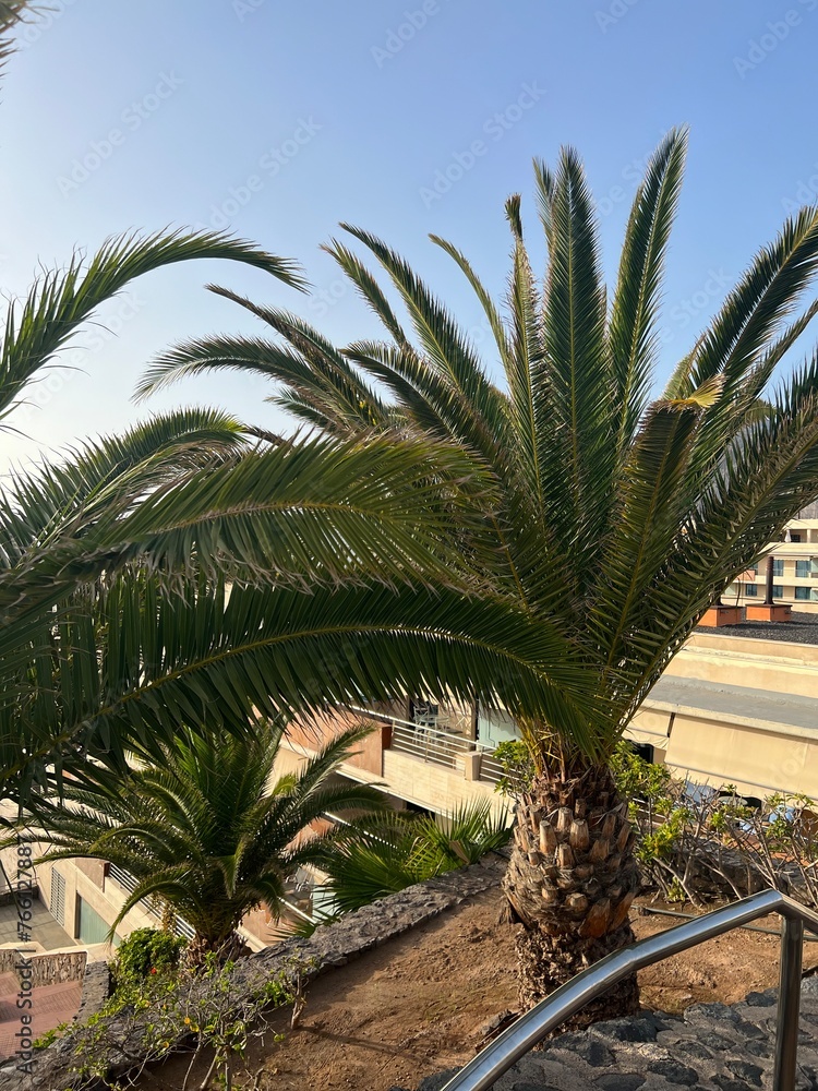 Fototapeta premium palm tree in the beach