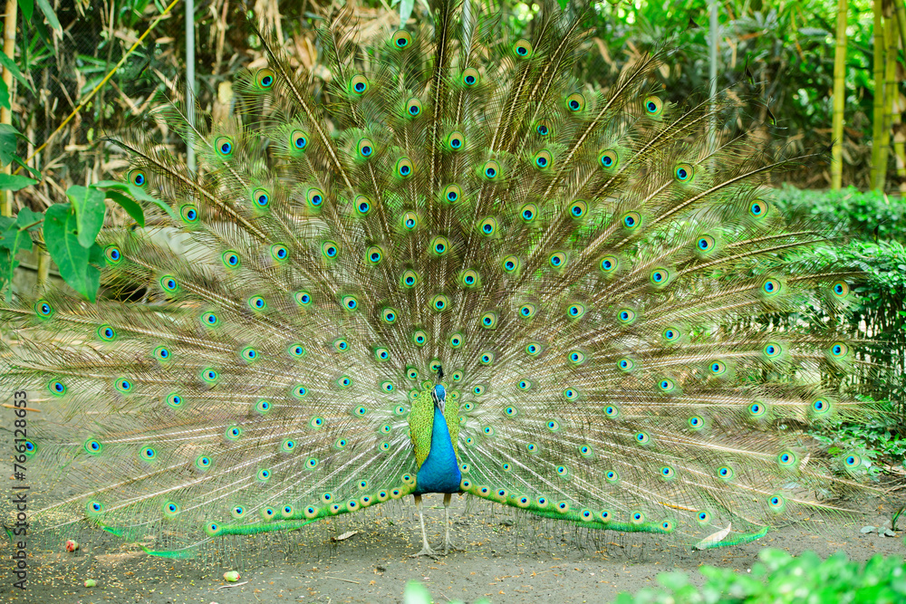 Obraz premium Beautiful Peacock with full swinging tail