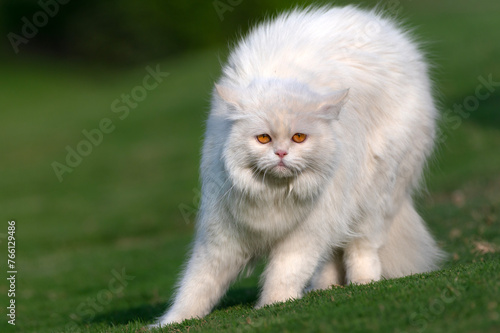 portrait of Russian double cat white ca 