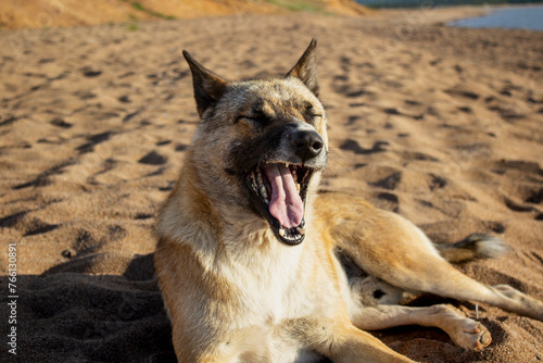 dog on the beach yawns. Baikal Lake