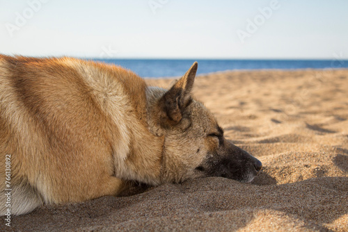 dog on the beach. Baikal Lake