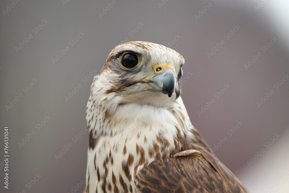 Naklejka premium close up of a falcon