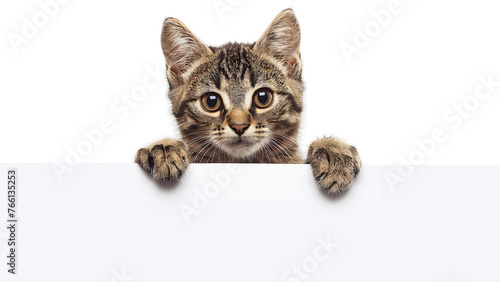 Funny cute cat holding a blank white banner, poster, sign. Blank horizontal web banner template with copy space. Generative AI