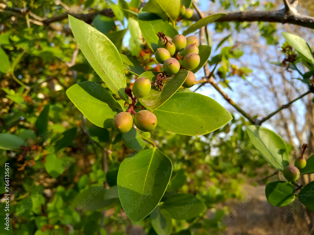 Carissa carandas wild indian fruit This is called Karvand in Marathi Carissa carandas wild indian fruit This is called Karvand in Marathi