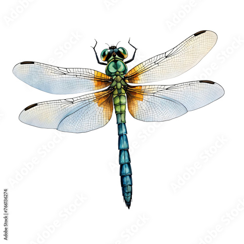 Dragonfly, watercolor style, isolated on transparent background © Patt