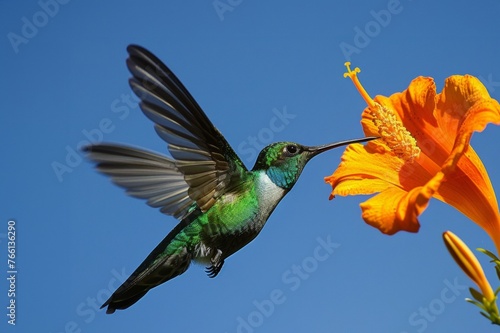 A green-feathered hummingbird drinks nectar from an exotic yellow flower
