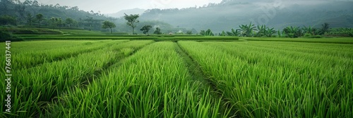 panorama with rice plantations. rice cultivation. a calm landscape, nature without people. photo