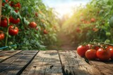 empty table against the background of a field with red tomatoes. display your product outdoors. vegetable mock up.