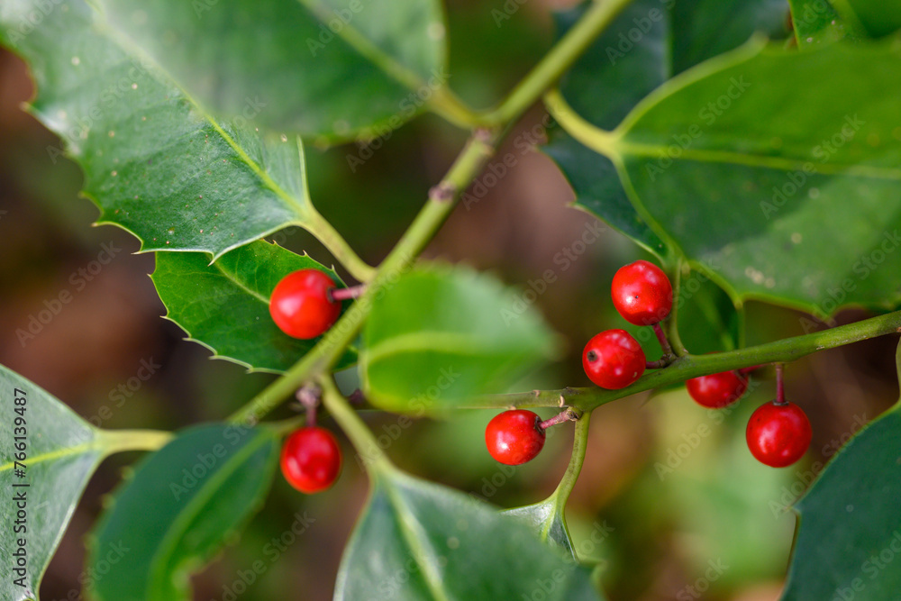 Holly Berry Delight
