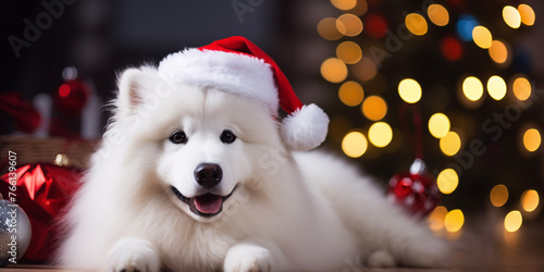 Dog Samoyed in Santa hat on Christmas tree background. Happy new year backdrop. Celebrating winter holidays card.
