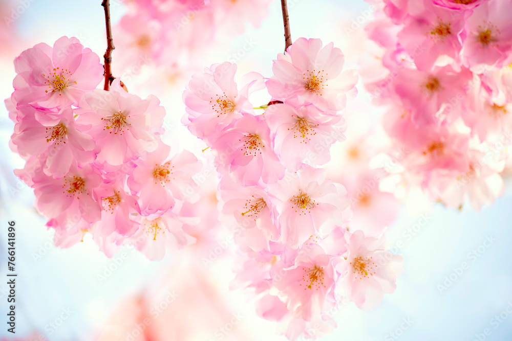 Fototapeta premium delicate lush cherry blossoms. pink flowers close up