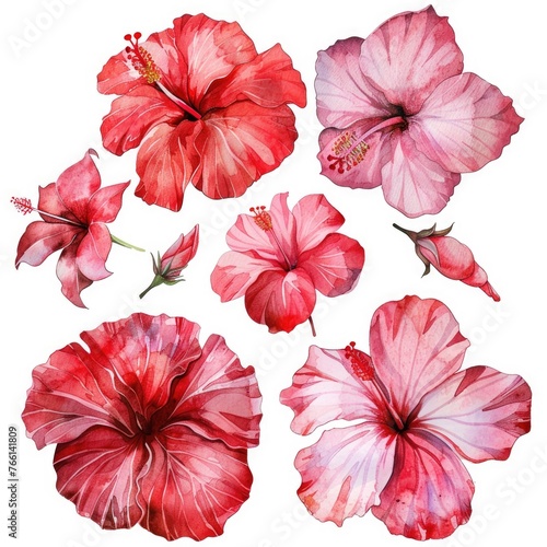 Watercolor hibiscus clipart with tropical blooms in shades of red and pink , on white background