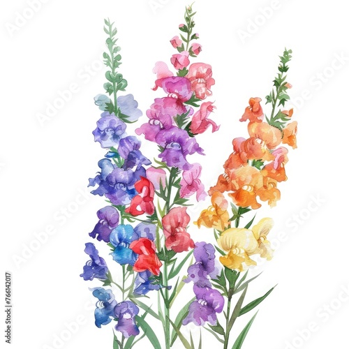 Watercolor snapdragon clipart with tall spikes of colorful blooms   on white background