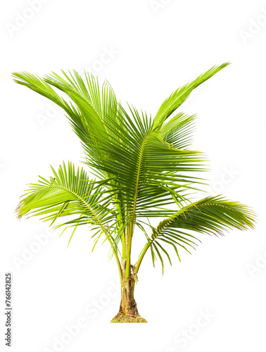 Young coconut tree  Tropical coconut plant bush shrub green tree on isolated on white background with clipping path.