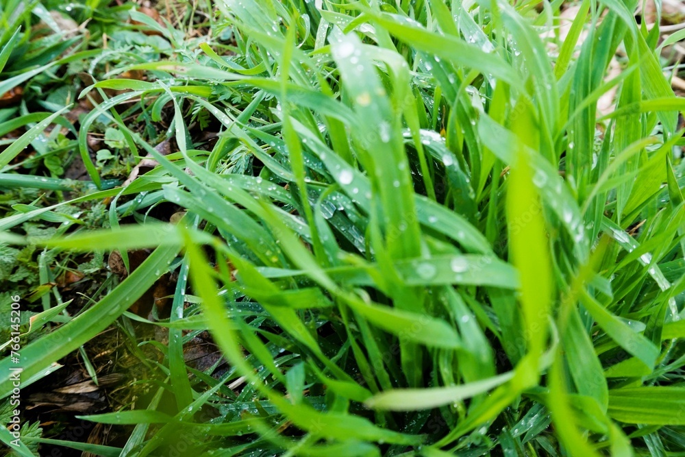 Nasses grünes Gras mit Regentropfen bei Regen am Nachmittag im Frühling Nasses grünes Gras mit Regentropfen bei Regen am Nachmittag im Frühling