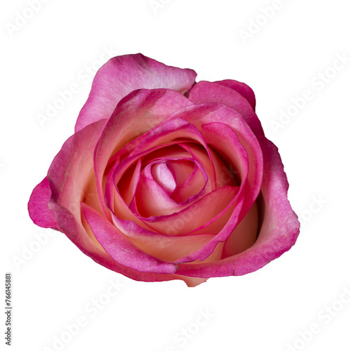 Isolated red rose on a white background 