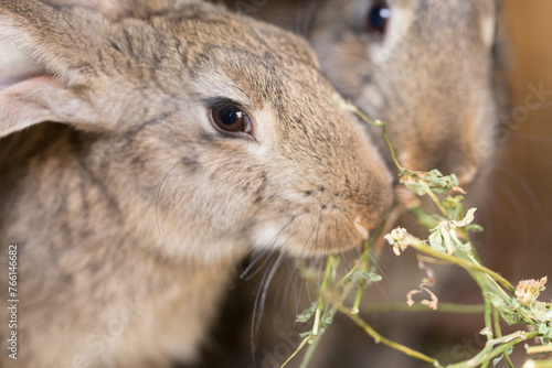 Two beautiful rabbits are eating grass.