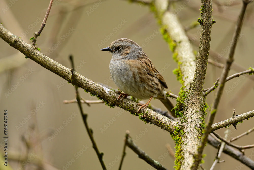 Heckenbraunelle // Dunnock (Prunella modularis) Heckenbraunelle // Dunnock (Prunella modularis)