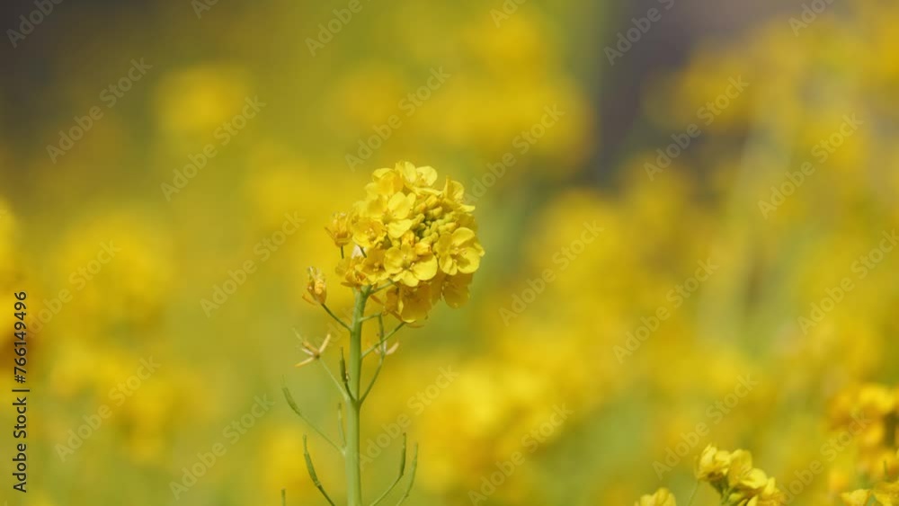 A field with yellow rapeseed flowers. Production of rapeseed oil. Farmland. A field with yellow rapeseed flowers. Production of rapeseed oil. Farmland.