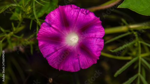 Ipomoea nil (Ipomoea morning glory, picotee morning glory, ivy morning glory, Japanese morning glory). The crown is blue, purple, or almost scarlet red. The throat is often colored white. photo