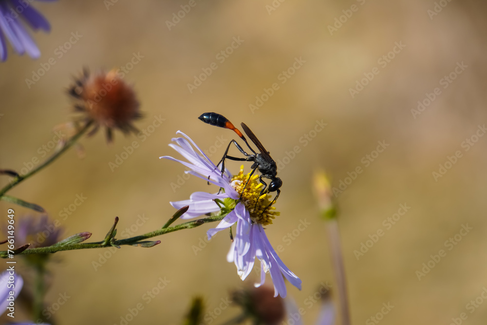 Thread Waisted Wasps Thread Waisted Wasps