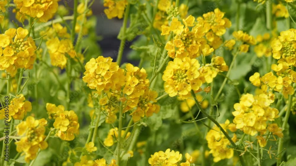 A field with yellow rapeseed flowers. Production of rapeseed oil. Farmland. A field with yellow rapeseed flowers. Production of rapeseed oil. Farmland.