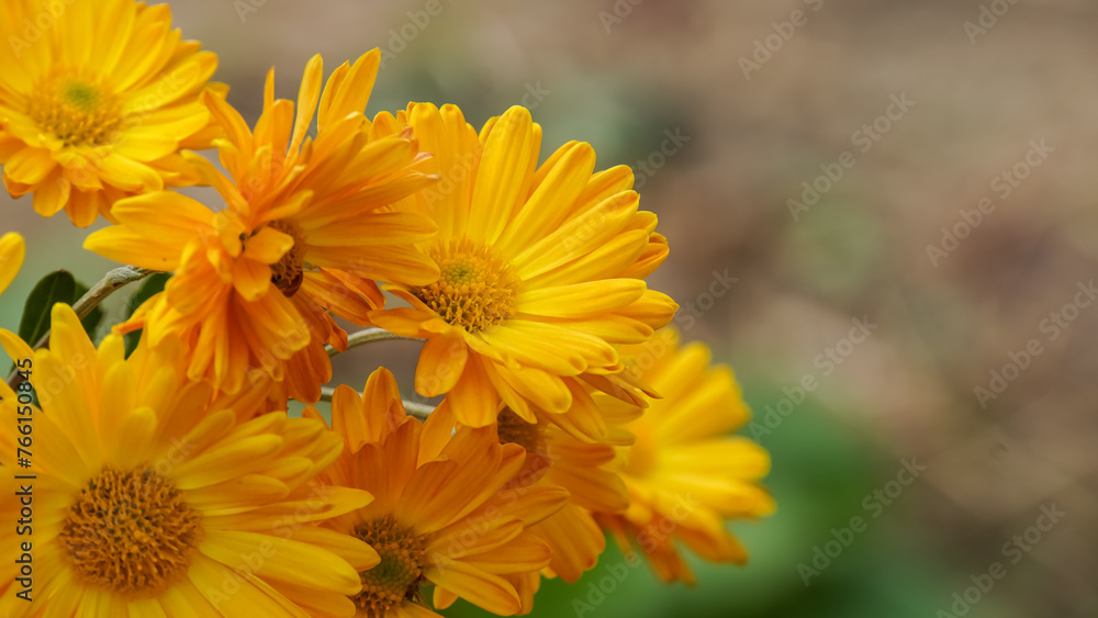 yellow chrysanthemum flowers yellow chrysanthemum flowers