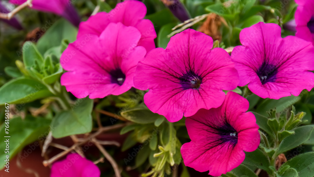 Colorful petunia flowers close up. Colorful petunia flowers close up.