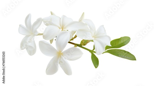 Thai jasmine white flower isolated on white background.This has clipping path. ( Jasmine photo stacked full depth field 