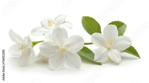 Thai jasmine white flower isolated on white background.This has clipping path. ( Jasmine photo stacked full depth field 