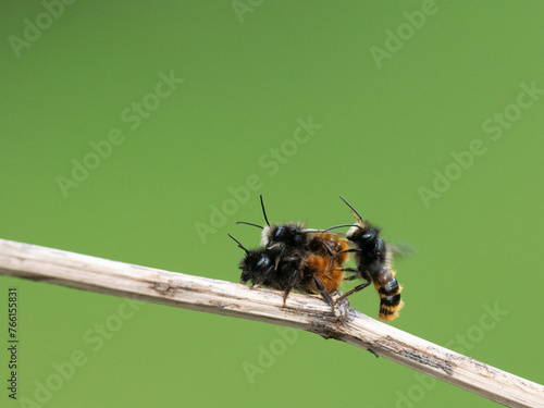 Gehörnte Mauerbiene  (Osmia cornuta) photo