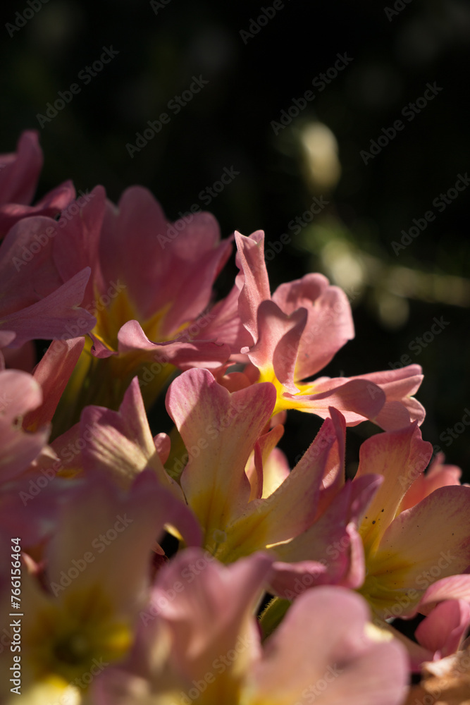 Fototapeta premium Pink flower in the garden in spring.