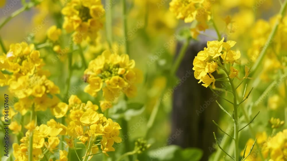 A field with yellow rapeseed flowers. Production of rapeseed oil. Farmland. A field with yellow rapeseed flowers. Production of rapeseed oil. Farmland.