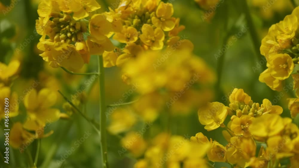 A field with yellow rapeseed flowers. Production of rapeseed oil. Farmland. A field with yellow rapeseed flowers. Production of rapeseed oil. Farmland.